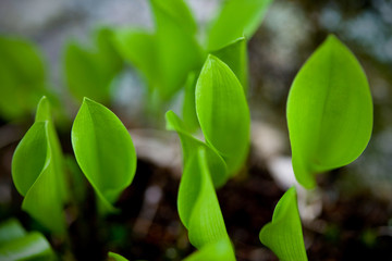 Seedlings