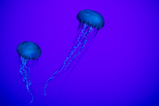 Pair of Jellyfish in blue water