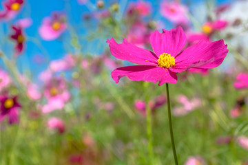 Cosmos in field
