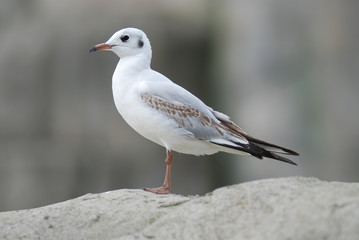Lachmöwe juvenil