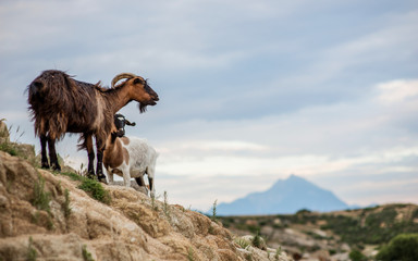 Wild goats on rocks and stones on mountin