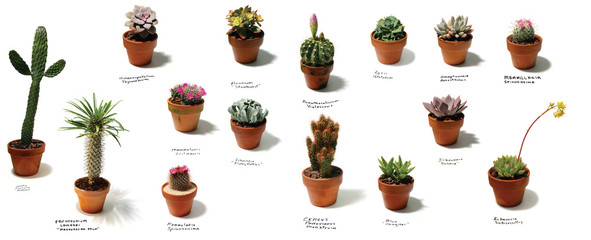 Cacti