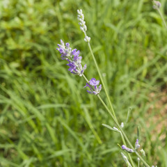 Lavender flowers on stem in grass macro with bokeh background, selective focus, shallow DOF