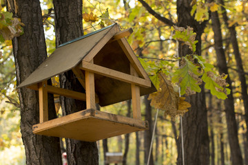 Feeders for birds in autumn oak forest