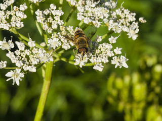 Horse-fly male on flower of Hogweed Sosnowski, Heracleum sosnowskyi, close-up, selective focus, shallow DOF