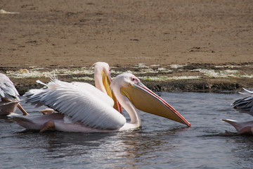 Namibia - Rosa Pelikan in der Walfischbucht  - Pelecanus onocrotalus