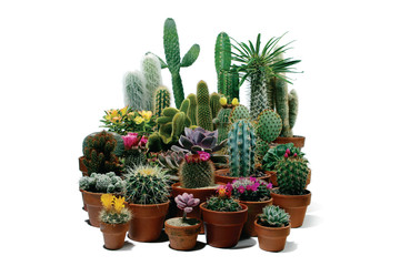 Fototapeta premium succulent plants