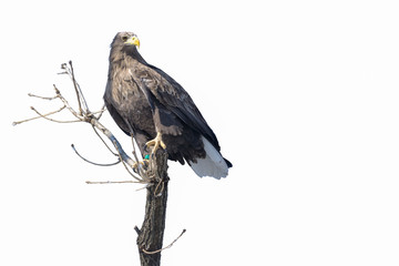 Isolated Eagle landing on a tree branch
