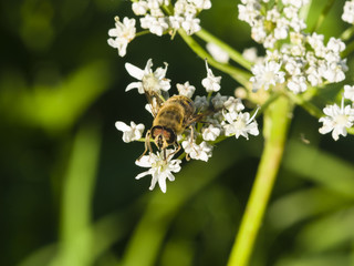 Horse-fly male on flower of Hogweed Sosnowski, Heracleum sosnowskyi, close-up, selective focus, shallow DOF
