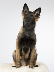 Tervueren puppy portrait. The dog breed is Belgian shepherd dog commonly known. Image taken in a studio.