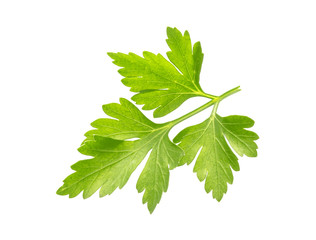 Parsley. One leaf isolated on white background