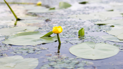 Yellow nenuphar blossom on a pond among the leaves.