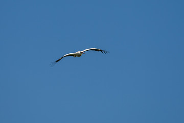 Weißstorch - Ciconia ciconia