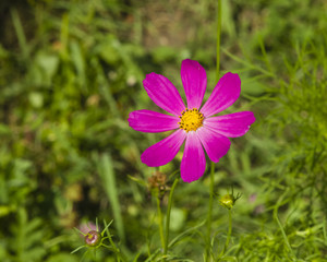 Mexican Aster or Garden cosmos, Cosmos bipinnatus, purple flower close-up, selective focus, shallow DOF