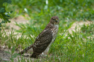 Cooper's hawk on the ground