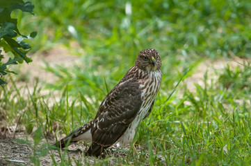 Cooper's hawk on the ground