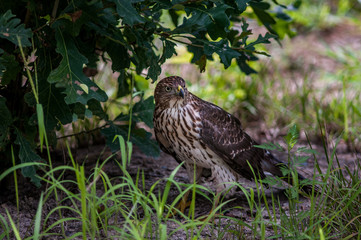 Red-tailed hawk on the ground
