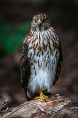 Cooper's hawk on the ground