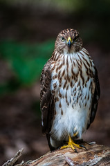 Cooper's hawk on the ground