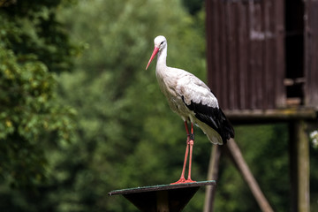Weißstorch - Ciconia ciconia
