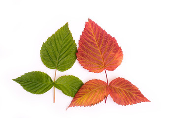 colorful leaves in autumn. gradient. isolate on white background