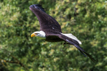 Weißkopfseeadler im Flug - Haliaeetus leucocephalus