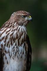 Cooper's hawk on the ground