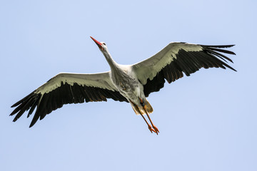 Weißstorch im Flug - Ciconia ciconia