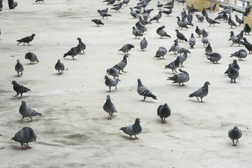 Naklejka na ściany i meble group/flock of pigeon or dove birds eating food on concrete floor/ground in Thailand.