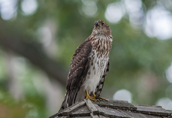 Cooper's hawk