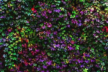 Wall of fading hops leaves and flowers