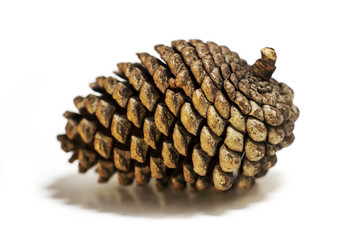 Pine cone