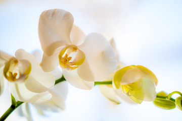 Peaceful Orchid on White Background