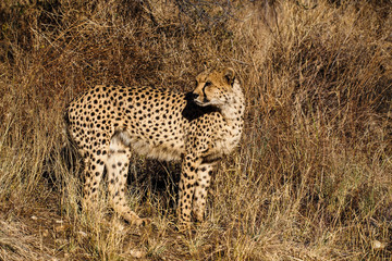 Namibia - Gepard beim Game Drive - Acinonyx jubatus