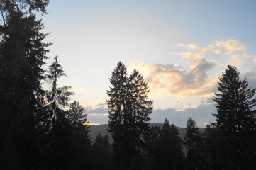 Forest at dusk, Sighisoara, Transylvania, Romania