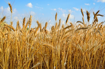 Young ears of grain on the background of blue sky