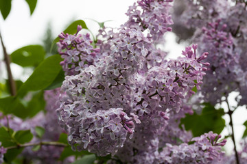 blooming lilacs