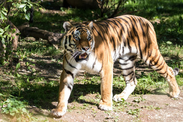 Tiger - Panthera tigris