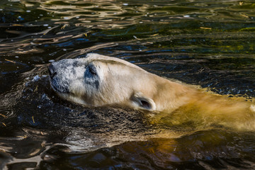 Fototapeta premium eisbär