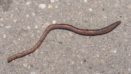 Long earth worm on asphalt road macro, selective focus, shallow DOF