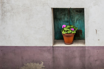 Fototapeta na wymiar Geranium flowerpot on a window in the wall, useful as background (Asturias, Spain)