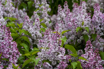 Obraz premium blooming lilacs