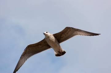Seagull (Gull), Adriatic Sea
