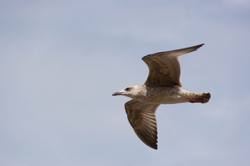 Seagull (Gull), Adriatic Sea
