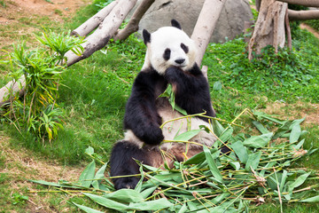 Fototapeta premium Giant panda bear in the zoo