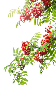 rowan berries, Sorbus aucuparia
