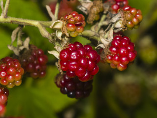 Wild blackberry riping on bush macro, selective focus, shallow DOF