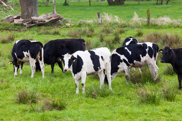Herd of cows.  Cows on a green field.  cows on meadow