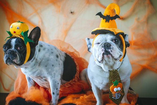 Dog With Halloween Costume