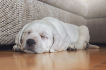 Supersüßer weißer junger Labrador Welpe am schlafen und träumen